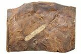Paleocene Fossil Catkin (Palaeocarpinus) - North Dakota #262416-1